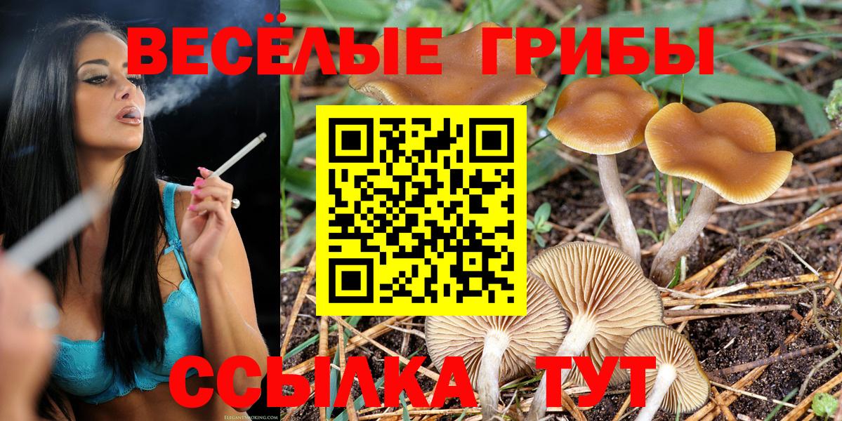 Можайск  Псилоцибиновые грибы Cubensis  Вход с VPN 